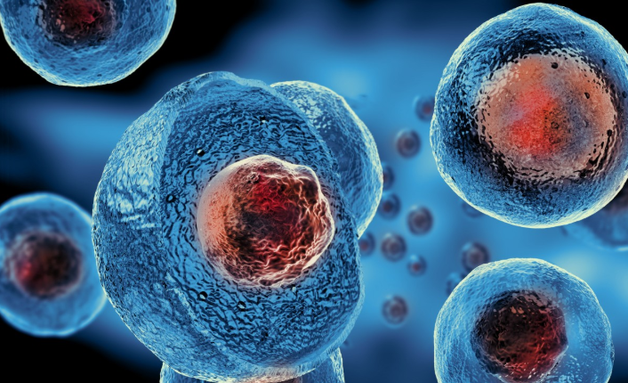 stem cell
